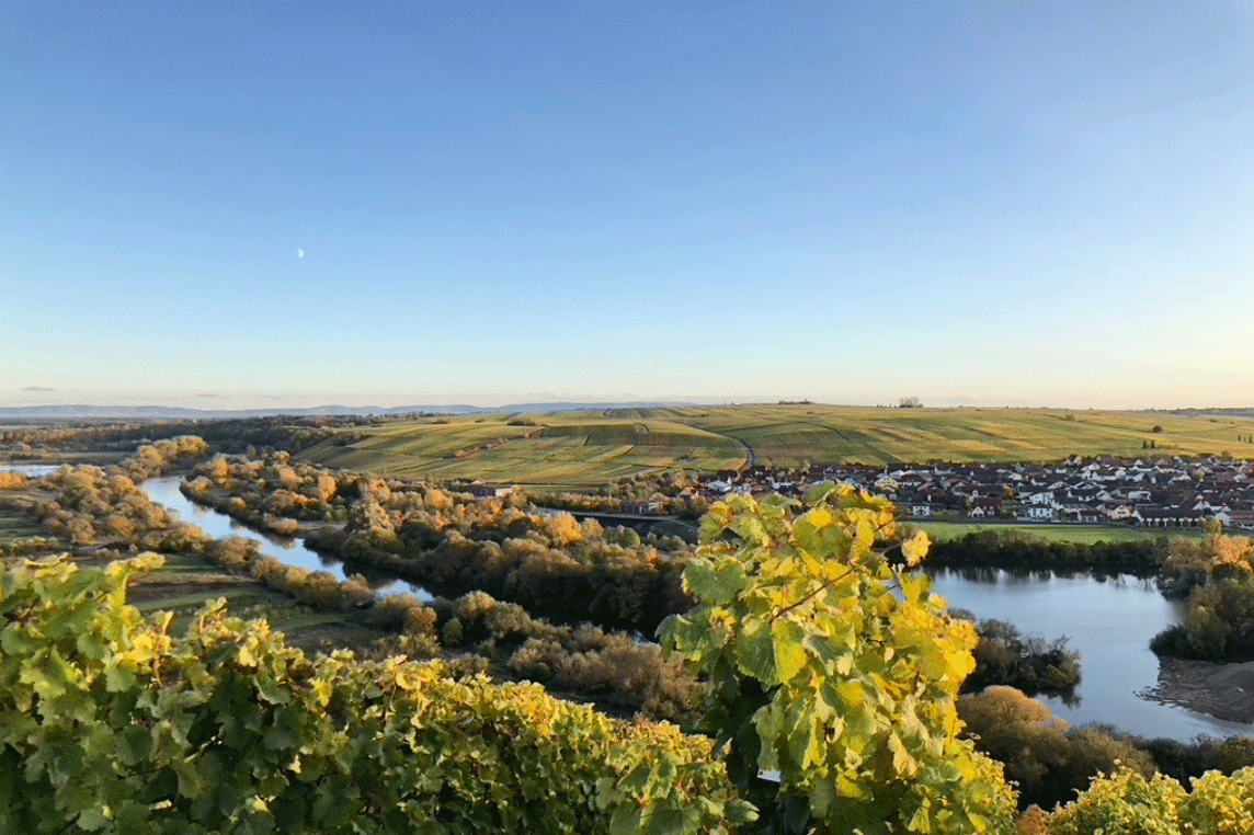 Weinwanderung Maininsel Altmain